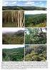 Monodominância arbórea e diversidade de samambaias em florestas da transição Cerrado-Floresta Amazônica, Brasil