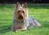 SILKY TERRIER AUSTRALIANO