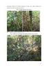 Diversidade de espécies e estrutura sucessional de uma formação secundária da floresta ombrófila densa