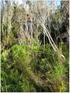 The open shrubby vegetation in spontaneous regeneration inside a Full Protection Conservation Unit in a sandbank that suffered sand mining