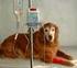 Fluidoterapia em animais domésticos. Clínica das doenças carencias, endócrinas e metabólicas. Aulus Carciofi
