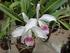 Laelia purpurata Lindley