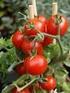 TOMATES (Lycopersicon esculentum): TEMPERATURA E CAROTENÓIDES