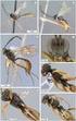Fauna de Campopleginae (Hymenoptera, Ichneumonidae) em hortas orgânicas em Araraquara e São Carlos, SP, Brasil
