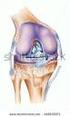 ABSTRACT. Keywords Posterior Cruciate Ligament. Knee. Arthroscopy. Knee Injuries.