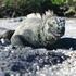 Galápagos Cruzeiros / M/V Galápagos Legend 2017