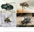 Diptera (Insecta) de importância forense da região Neotropical
