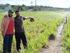 Nitrogênio e potássio via água de irrigação nas características de produção da bananeira Grand Naine