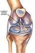 Lesão do ligamento cruzado anterior: tratamento e reabilitação. Perspectivas e tendências atuais