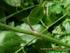 Controle de Euphorbia heterophylla com mesotrione e óleos para diferentes pontas de pulverização 1