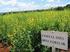 Potencial Produtivo de Adubos Verdes Visando Rotação com a Cana-De-Açúcar, na Zona da Mata Alagoana