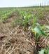 Efeito do espaçamento de plantio no crescimento, desenvolvimento e produtividade da mandioca em ambiente subtropical