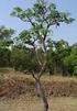 044 - Desenvolvimento inicial de mudas de ipê-verde em solo do Cerrado