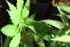 USOS TERAPÊUTICOS POTENCIAIS DO CANABIDIOL OBTIDO DA Cannabis sativa