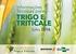 Informações Técnicas para Trigo e Triticale - Safra 2011