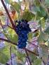 Produção e composição química da uva de videiras Cabernet Sauvignon submetidas à adubação nitrogenada