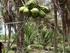 Intensificação ecológica da fruticultura: sistema de produção ecologicamente intensivo de coco e citros, na Região Norte e Nordeste do Brasil