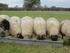 Early weaning of lambs and concentrate supplementation and its effect on morphological characteristics of the pasture and forage intake