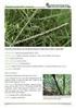 INFLUÊNCIA DOS FORÓFITOS Dicksonia sellowiana e Araucaria angustifolia SOBRE A COMUNIDADE DE EPÍFITOS VASCULARES EM FLORESTA COM ARAUCÁRIA