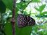 ESTUDO DA DIVERSIDADE DE BORBOLETAS (LEPIDOPTERA, RHOPALOCERA) EM DUAS LOCALIDADES NO MUNICÍPIO DE FREDERICO WESTPHALEN, RS, BRASIL.