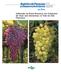 ISSN on line. Utilização de Porta-Enxertos em Cultivares de Uvas sem Sementes no Vale do São Francisco