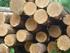 Resumo Público de Certificação Florestal Referencial PEFC Portugal para Sistemas de Gestão Florestal Sustentável