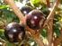 Obtenção de vinagre de jabuticaba por fermentação espontânea