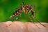 AVALIAÇÃO DO MI-DENGUE NO MONITORAMENTO DO Aedes aegypti (DIPTERA: CULICIDAE) EM MONTES CLAROS MG