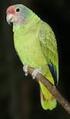 Tendência populacional do papagaio-de-cara-roxa (Amazona brasiliensis) no litoral do estado do Paraná
