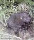 Siphonaptera of small rodents and marsupials in the Pedra Branca State Park, State of Rio de Janeiro, Brazil