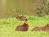 CARRAPATOS EM AVES SELVAGENS DA RESERVA ECOLÓGICA DO CLUBE DE CAÇA E PESCA ITORORÓ, UBERLÂNDIA, MINAS GERAIS