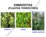 EMBRIÓFITAS (PLANTAS TERRESTRES) plantas vasculares