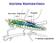 SISTEMA RESPIRATÓRIO. sistema respiratório. Traquéia. Aorta. Coração