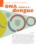 dengue DNA contra o 1 Pesquisadores retiram um trecho do DNA do vírus do dengue.