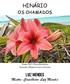 HINÁRIO LUIZ MENDES OS CHAMADOS. Mestre-Conselheiro Luiz Mendes. Tema 2012: Flora Brasileira Açucena (Hippeastrum stylosum)