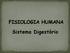 Boca -Faringe - Esôfago - Estômago - Intestino Delgado - Intestino Grosso Reto - Ânus. Glândulas Anexas: Glândulas Salivares Fígado Pâncrea