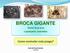 BROCA GIGANTE. Como controlar esta praga? Telchin licus licus (Lepidoptera, Castniidae) José de Souza Santos Consultor