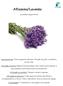 Alfazema/Lavanda. (Lavandula angustifolia) Características: Forma pequenos arbustos, floração de julho a setembro, de flor lilás.