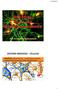 21/03/2016. NEURÓGLIA (Células da Glia) arredondadas, possuem mitose e fazem suporte nutricional aos neurônios.