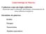 Hormônios do pâncreas. Insulina. Glucagon. Somatostatina. Peptídeos pancreáticos