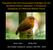Population Size and Conservation Strategies for the Northeast Rufous Gnateater, a Threatened Subspecies of a Relictual Atlantic Forest