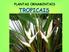 PLANTAS ORNAMENTAIS TROPICAIS