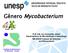 Gênero Mycobacterium. Prof. Adj. Ary Fernandes Júnior Departamento de Microbiologia e Imunologia IBB-UNESP-Campus de Botucatu