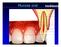 Mucosa oral. Sistema bucal --- Mucosa bucal. 2. Bochechas; 3. Fundo de sulco; 5. Palato; 6. Dentes; 7. Periodonto; 8. Glândulas salivares.