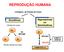 REPRODUÇÃO HUMANA. Reprodutivas ou Germinativas. Somáticas. Linhagens de Células do Corpo. Células do corpo. 2n 2n.