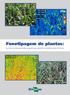 Fenotipagem de plantas: As novas técnicas que estão surgindo para atender aos desafios atuais e futuros