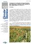 Avaliação de Cultivares de Sorgo Granífero para Indicação no Estado do Rio Grande do Sul: Safras 2009/10 e 2010/11