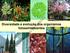 Diversidade e evolução dos organismos fotossintetizantes. Departamento de Botânica - IBUSP