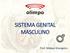 SISTEMA GENITAL MASCULINO. Prof. Mateus Grangeiro.