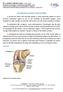 Artroplastia (prótese) total de joelho